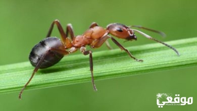 يبلغ عدد النمل المقاتل في مستعمراته حوالي